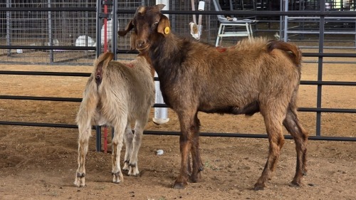 2 X MILK GOAT CROSS BUCK RAMALAMULA (Pay per animal to take the lot)