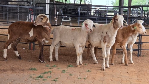 5 X MEATMASTER RAM NKHUMELENI GROUP (Pay per animal to take the lot)