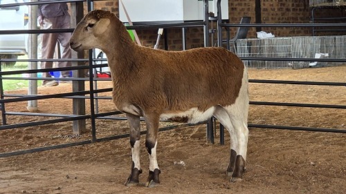 1 X MEATMASTER EWE NKHUMELENI GROUP