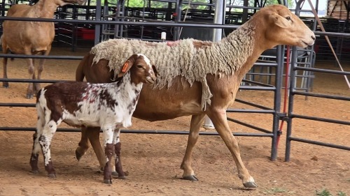 1+1 X MEATMASTER EWE MAHLATSEMUNEI PROJECT & GENETIC