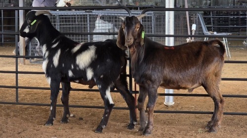 2 X MBUZI BUCK MAHLATSEMUNEI PROJECT & GENETIC (Pay per animal to take the lot)