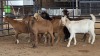 9 X BOERBOK CROSS BUCK MAHLATSEMUNEI PROJECT & GENETIC (Pay per animal to take the lot)