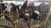 4 X BOSVELDER ROOSTER & HEN NKHUMELENI GROUP (Pay per animal to take the lot)