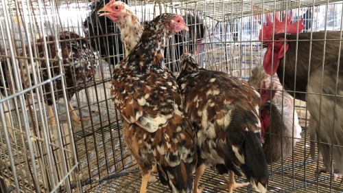 3 X BOSVELDER ROOSTER & HEN NKHUMELENI GROUP (Pay per animal to take the lot)