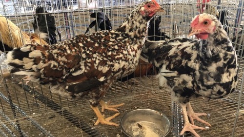 2 X BOSVELDER HEN NKHUMELENI GROUP (Pay per animal to take the lot)