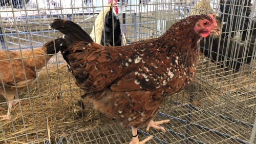 1 X BOSVELDER HEN P. RADEBE