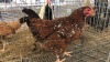 1 X BOSVELDER HEN P. RADEBE