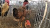 1 X KAALNEK HEN P. RADEBE