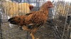 1 X HERERO CROSS HEN P. RADEBE