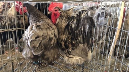 2 X SPLASH ORPINGTON ROOSTER & HEN ST. DE LIZE FEATHERS (Pay per animal to take the lot)