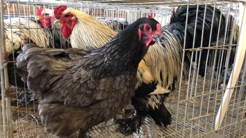 2 X SILVER LACED BRAHMA ROOSTER & HEN ST. DE LIZE FEATHERS (Pay per animal to take the lot)