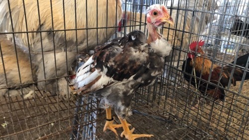 1 X KAALNEK ROOSTER P. RADEBE