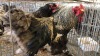2 X SILVER LACED BRAHMA ROOSTER ST. DE LIZE FEATHERS (Pay per animal to take the lot)