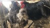 2 X BLUE ORPINGTON ROOSTER ST. DE LIZE FEATHERS (Pay per animal to take the lot)