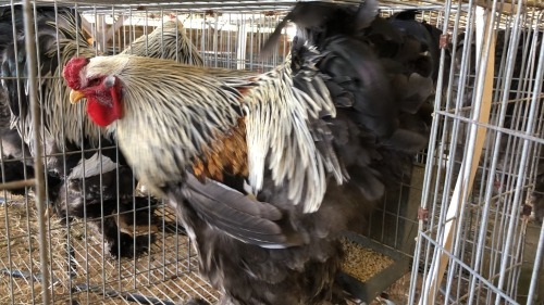 1 X SILVER LACED BRAHMA ROOSTER & HEN ST. DE LIZE FEATHERS