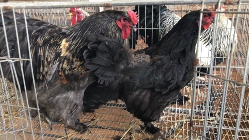 3 X BLACK BRAHMA ROOSTER & HEN ST. DE LIZE FEATHERS (Pay per animal to take the lot)
