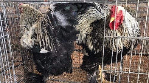 2 X SILVER LACED BRAHMA ROOSTER & HEN ST. DE LIZE FEATHERS (Pay per animal to take the lot)