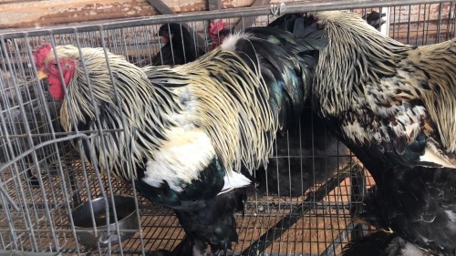 2 X SILVER LACED BRAHMA ROOSTER ST. DE LIZE FEATHERS (Pay per animal to take the lot)
