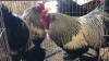 2 X SILVER LACED BRAHMA ROOSTER ST. DE LIZE FEATHERS (Pay per animal to take the lot)