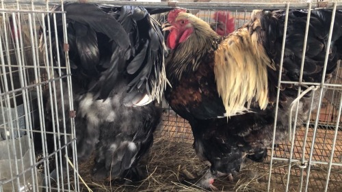 2 X SILVER LACED BRAHMA ROOSTER ST. DE LIZE FEATHERS (Pay per animal to take the lot)