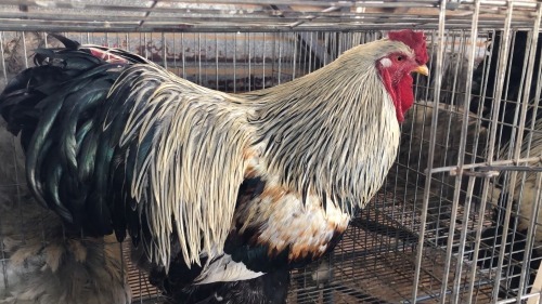 1 X SILVER LACED BRAHMA ROOSTER ST. DE LIZE FEATHERS