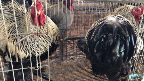 2 X SILVER LACED BRAHMA ROOSTER ST. DE LIZE FEATHERS (Pay per animal to take the lot)
