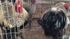 2 X SILVER LACED BRAHMA ROOSTER ST. DE LIZE FEATHERS (Pay per animal to take the lot)