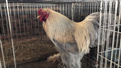1 X LAVENDER BRAHMA ROOSTER ST. DE LIZE FEATHERS