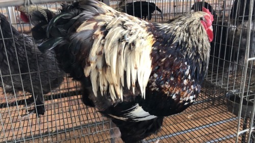 1 X SILVER LACED BRAHMA ROOSTER ST. DE LIZE FEATHERS