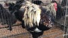 1 X SILVER LACED BRAHMA ROOSTER ST. DE LIZE FEATHERS