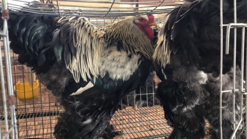 2 X SILVER LACED BRAHMA ROOSTER ST. DE LIZE FEATHERS (Pay per animal to take the lot)
