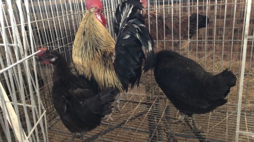 3 X KAPOKKIE ROOSTER & HEN ST. DE LIZE FEATHERS (Pay per animal to take the lot)