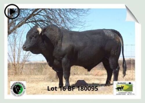 1x BUL BF 180095 BLACK FOX