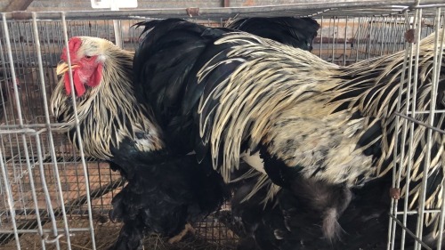 2 X SILVER LACED BRAHMA ROOSTER ST. DE LIZE FEATHERS (Pay per animal to take the lot)