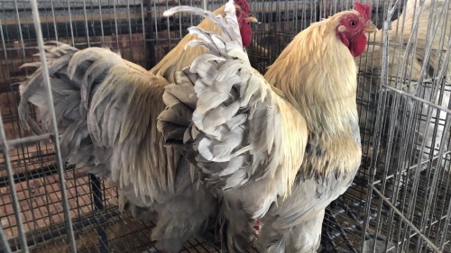 2 X LAVENDER BRAHMA ROOSTER ST. DE LIZE FEATHERS (Pay per animal to take the lot)