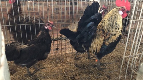 3 X KAPOKKIE ROOSTER & HEN ST. DE LIZE FEATHERS (Pay per animal to take the lot)