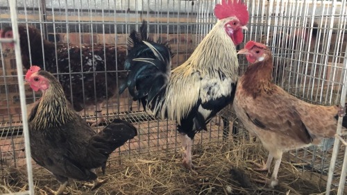 3 X KAPOKKIE ROOSTER & HEN ST. DE LIZE FEATHERS (Pay per animal to take the lot)