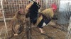 2 X KAPOKKIE ROOSTER & HEN ST. DE LIZE FEATHERS (Pay per animal to take the lot)