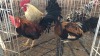 4 X KAPOKKIE ROOSTER ST. DE LIZE FEATHERS (Pay per animal to take the lot)