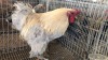 1 X LAVENDER BRAHMA ROOSTER ST. DE LIZE FEATHERS