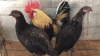 3 X KAPOKKIE ROOSTER & HEN ST. DE LIZE FEATHERS (Pay per animal to take the lot)
