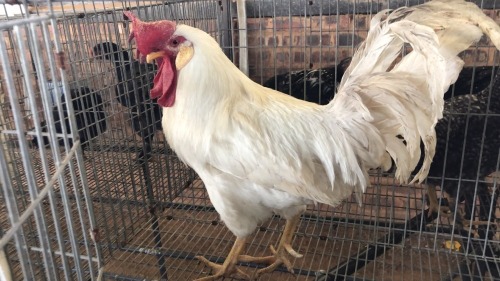 1 X WHITE LEGHORN ROOSTER FYNDRAAI HOENDERS