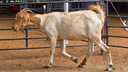 1 X BOERBOK DOE RAMALAMULA