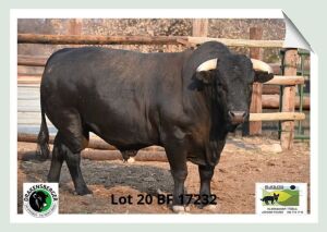 1x BUL BF 170232 BLACK FOX