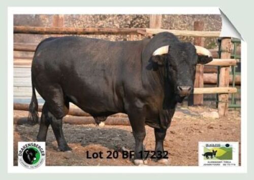 1x BUL BF 170232 BLACK FOX