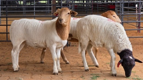 3 X MEATMASTER CROSS EWE M. EKSTEEN (Pay per animal to take the lot)