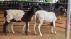 3 X DORPER EWE M. EKSTEEN (Pay per animal to take the lot)