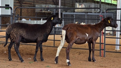 2 X MEATMASTER EWE M. EKSTEEN (Pay per animal to take the lot)