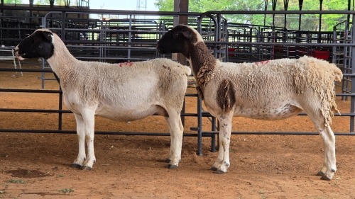2 X DORPER CROSS EWE M. EKSTEEN (Pay per animal to take the lot)