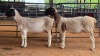 2 X DORPER CROSS EWE M. EKSTEEN (Pay per animal to take the lot)